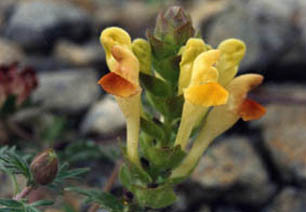 Scutellaria orientalis var pinnatifida